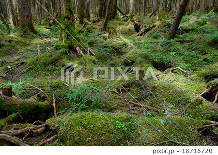 長野　八千穂高原　苔と原生林 18716720