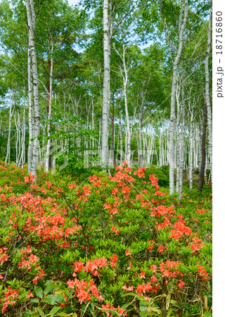 長野 八千穂高原 レンゲツツジと白樺の森 長野 八千穂高原 レンゲツツジと白樺の森 18716860