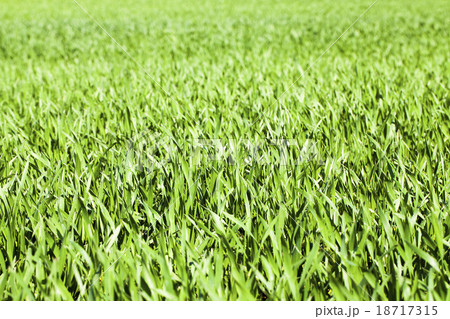 young wheat sprouts  18717315