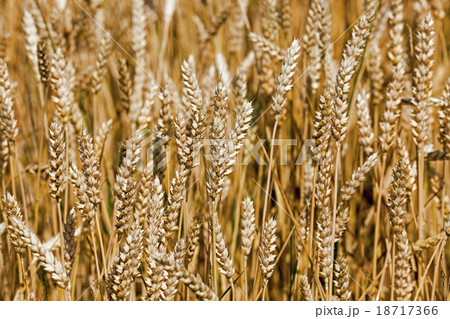 ripened cereals . close up ripened cereals . close up 18717366