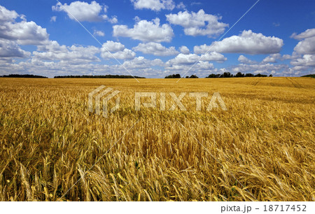 wheat field . wheat. 18717452