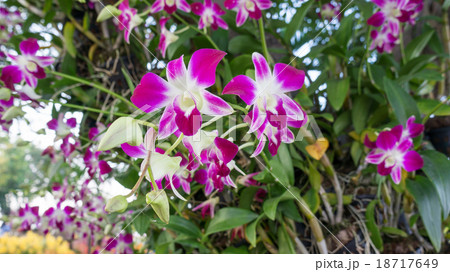 purple orchid in the garden 18717649