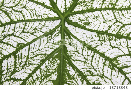 caladium caladium 18718348