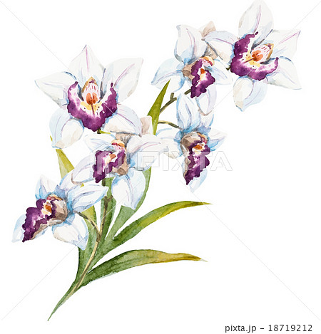 Watercolor orchid flowers 18719212