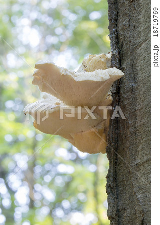 Rare mushroom Creolophus cirrhatus 18719769