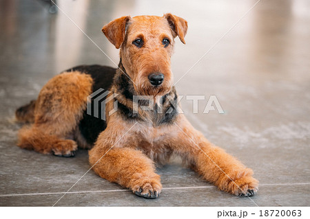 Brown Airedale Terrier Dog Close Up Brown Airedale Terrier Dog Close Up 18720063