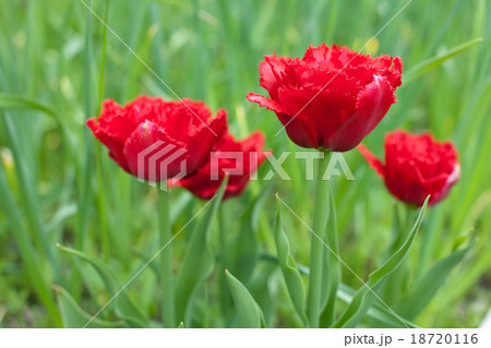 red fringed double tulips red fringed double tulips 18720116