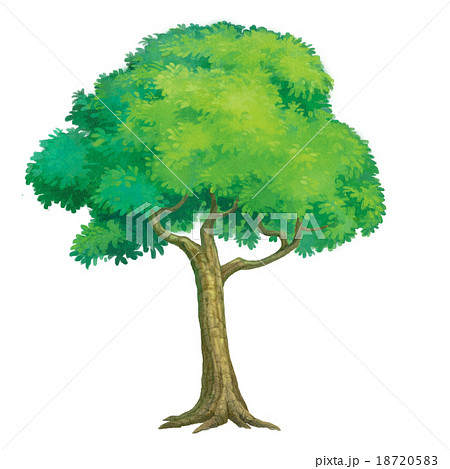 tree tree 18720583