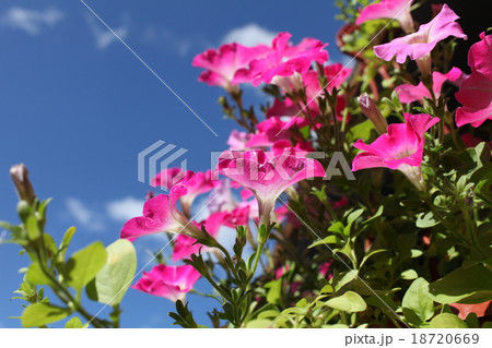Flowers red petunias Flowers red petunias 18720669