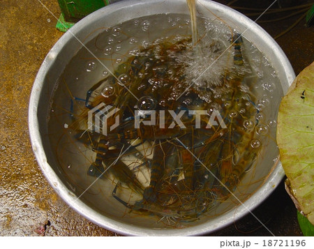 海老(ロシアンマーケット・プノンペン/カンボジア) 海老(ロシアンマーケット・プノンペン/カンボジア) 18721196