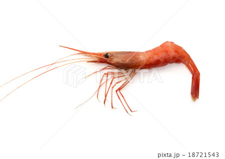 アマエビ 18721543