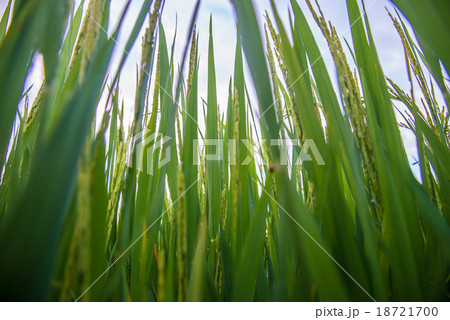 A field 18721700