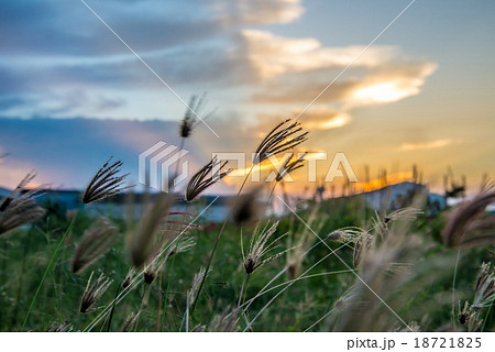 Flower and sunset Flower and sunset 18721825