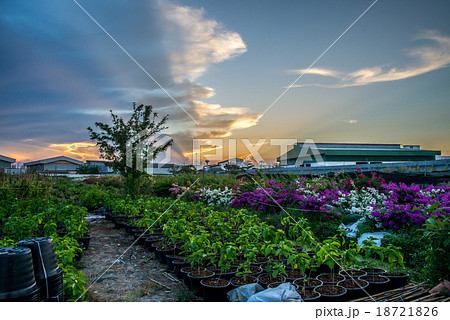 Flower and sunset Flower and sunset 18721826