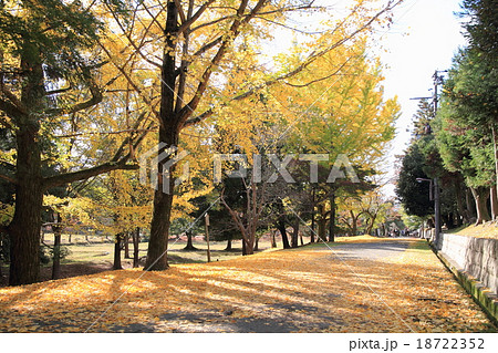 奈良公園の秋 奈良公園の秋 18722352