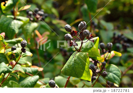 植物:ヨウシュキンシバイ オトギリソウ科 植物:ヨウシュキンシバイ オトギリソウ科 18722781