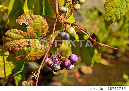 植物:ノブドウ ブドウ科 植物:ノブドウ ブドウ科 18722786