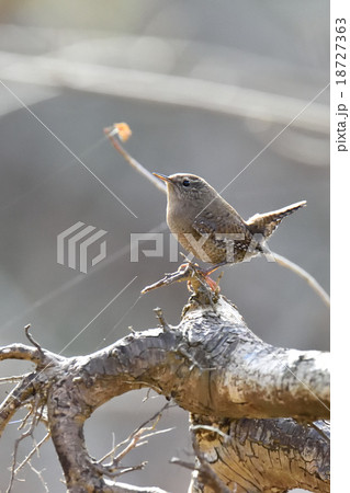 ソングポストも時期尚早、ミソサザイ 18727363