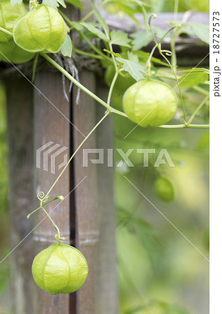 フウセンカズラ 18727573