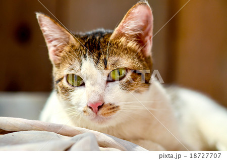 cat looking to the camera cat looking to the camera 18727707