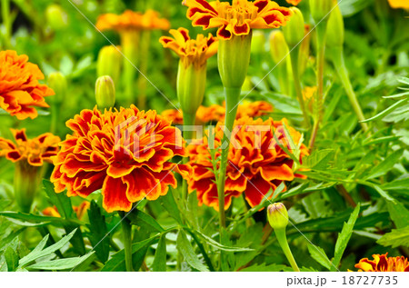 orange and red marigold orange and red marigold 18727735