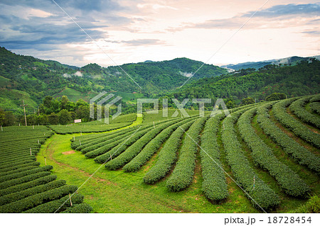 Natural landscape of tea plantation on moutains 18728454