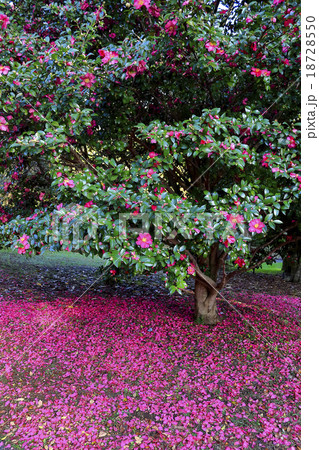 山茶花 さざんか 山茶花 さざんか 18728550