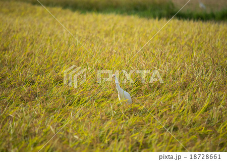 稲穂に止まるアマサギ１ 18728661