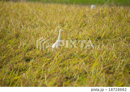 稲穂に止まるアマサギ２ 18728662