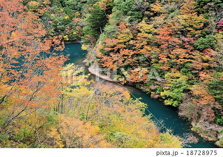 寸又峡の紅葉 18728975