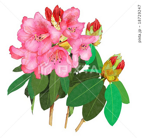 石楠花のイラスト素材