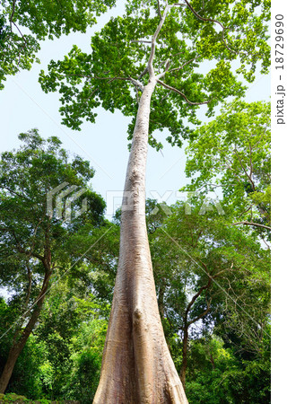 カンボジア シェムリアップ バプーオン遺跡 カンボジア シェムリアップ バプーオン遺跡 18729690