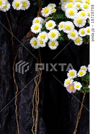 菊 菊 18729708