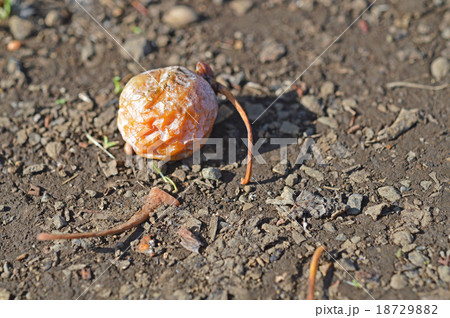 イチョウの実 18729882