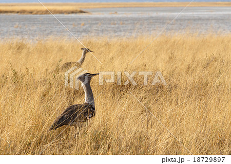 Kori Bustard in african bush 18729897