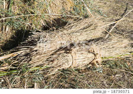 藁の束１ 18730371