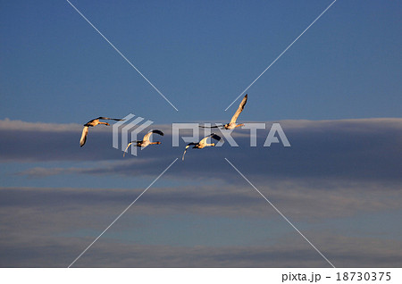 白鳥飛翔 18730375