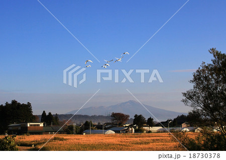 白鳥飛翔と鳥海山 白鳥飛翔と鳥海山 18730378