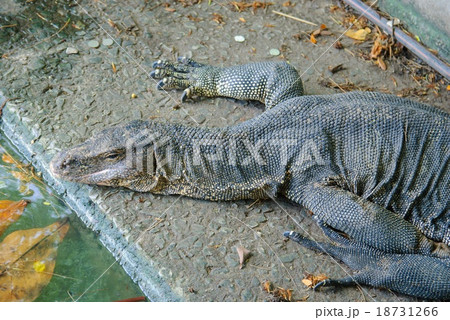 Big lizard at the Dusit zoo, Bangkok. 18731266
