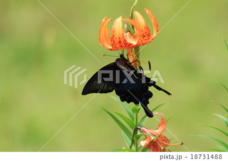 クロアゲハ クロアゲハ 18731488