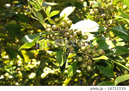 モチノキ 18731539