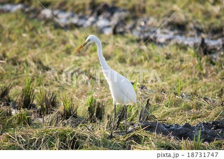 稲刈り跡の白鷺(ダイサギ)1 稲刈り跡の白鷺(ダイサギ)1 18731747