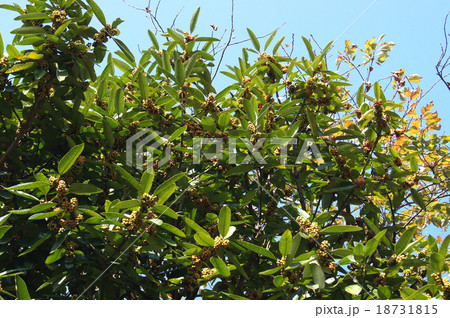 タラヨウ タラヨウ 18731815