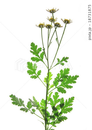 Feverfew (Tanacetum parthenium) 18731875