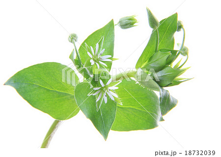 Chickweed (Stellaria media) 18732039