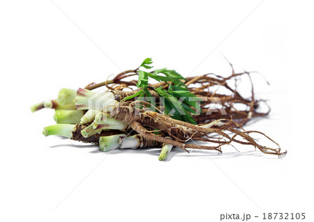 Fresh Dong Quai or female ginseng root  18732105