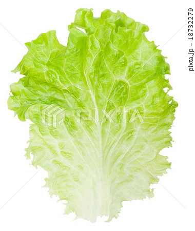 Leaf lettuce isolated on white background Leaf lettuce isolated on white background 18732279