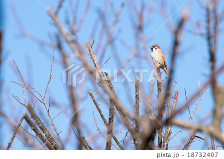 冬枯れの枝に雀１ 18732407