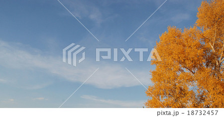blue sky and gold tree blue sky and gold tree 18732457