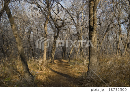 footpath in a park footpath in a park 18732500